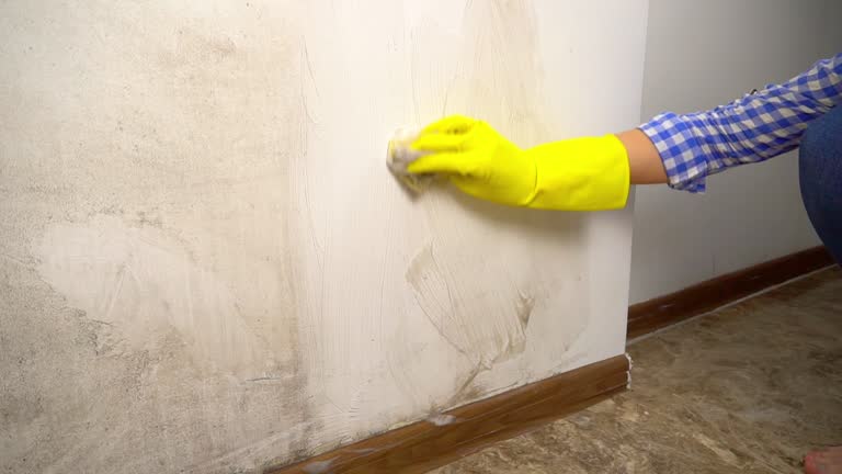 Best Comprehensive Air Testing for Mold Contaminants  in Lincolnton, GA