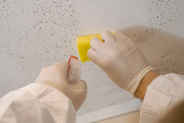 Best Asbestos and Lead Testing During Mold Inspection  in Lincolnton, GA