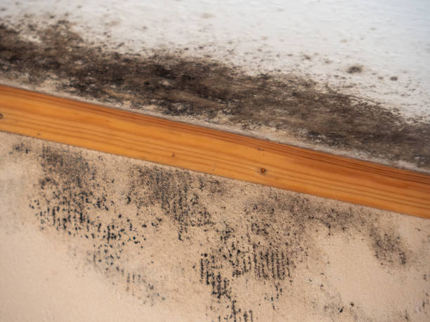 Best Crawl Space Mold Remediation  in Lincolnton, GA