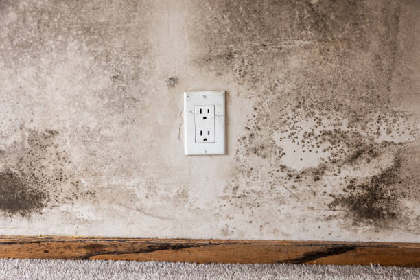 Best Mold Odor Removal Services  in Lincolnton, GA