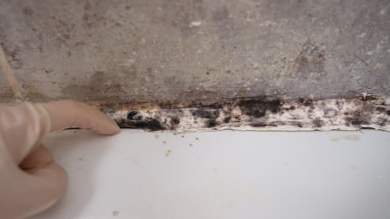 Professional Mold Removal in Lincolnton, GA